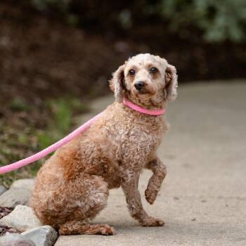 Rescue Miniature Poodle Dogs for Adoption in Chester Springs, Pennsylvania - Denali | PetCurious