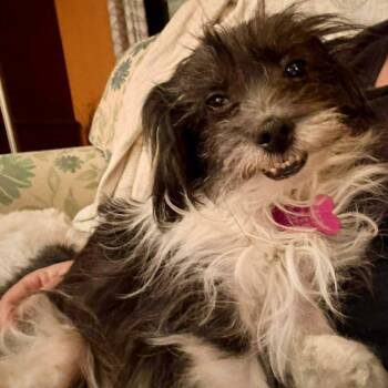 Terrier Dogs Available for Adoption in Hillsborough, North Carolina - Bella Bee | PetCurious