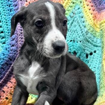 Labrador Retriever and Mixed Breed Dogs Available for Adoption - Pebbles | PetCurious