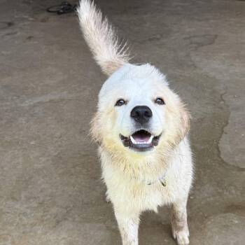 Pearl -  Golden Retriever and Great Pyrenees Dog for Adoption in Chicago, Illinois - Pearl | PetCurious