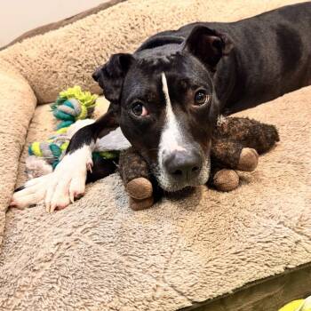 Novella -  Pit Bull Terrier Dog for Adoption in Chesapeake, Virginia - Novella | PetCurious