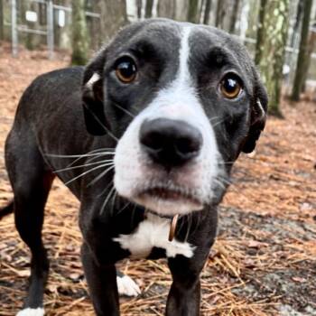 Lola -  Mixed Breed Dog for Adoption in Summerville, South Carolina - Lola | PetCurious