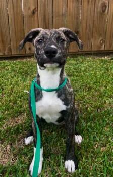 Lainey -  Staffordshire Bull Terrier and Boxer Dog for Adoption in Houston, Texas - Lainey | PetCurious