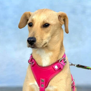 Rescue Whippet Dogs for Adoption in San Diego, California - Mika | PetCurious
