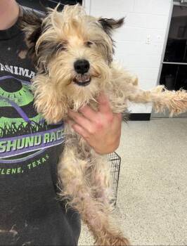 Link -  Schnauzer and Maltese Dog for Adoption in Thompson Falls, Montana - Link | PetCurious