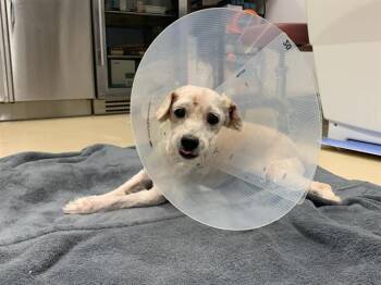 YOGI -  Maltese and Mixed Breed Dog for Adoption in Grand Prairie, Texas - YOGI | PetCurious
