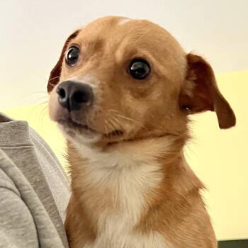 Jackson -  Chihuahua Dog for Adoption in Pacifica, California - Jackson | PetCurious