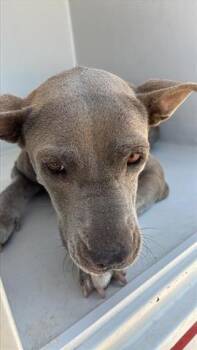 Rescue Pit Bull Terrier Dogs for Adoption in Houston, Texas - A642889 | PetCurious