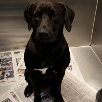 Dune -  Black Labrador Retriever and Mixed Breed Dog for Adoption in Concord, North Carolina - Dune | PetCurious