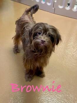 Brownie -  Shih Tzu Dog for Adoption in Fort Pierce, Florida - Brownie | PetCurious