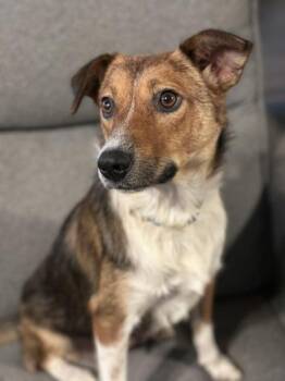 Coffee -  Australian Cattle Dog Blue Heeler and American Foxhound Dog for Adoption in Liverpool, Texas - Coffee | PetCurious