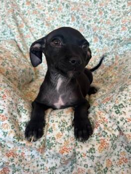 Monster Inc. Clan 2 -  Chihuahua and Pit Bull Terrier Dog for Adoption in San Tan Valley, Arizona - Monster Inc. Clan 2 | PetCurious