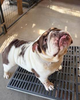 English Bulldog Dogs Available for Adoption in Severance, Colorado - Mercedez | PetCurious