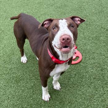 Evanescence -  Pit Bull Terrier and Mixed Breed Dog for Adoption in Binghamton, New York - Evanescence | PetCurious