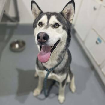 King -  Husky and Mixed Breed Dog for Adoption in Binghamton, New York - King | PetCurious