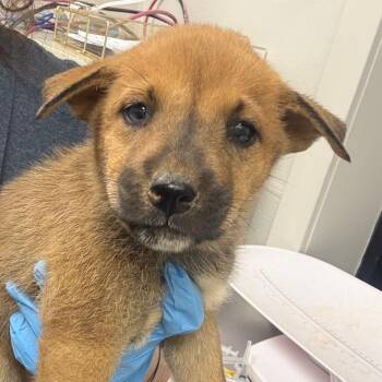 Pluto -  Mixed Breed Dog for Adoption in Columbiana, Alabama - Pluto | PetCurious