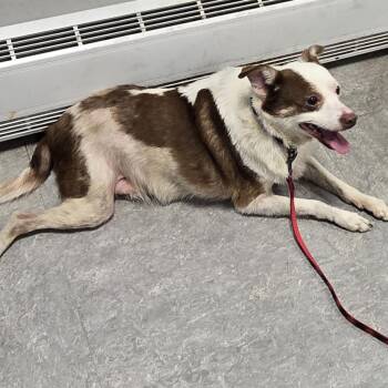 Mario -  Terrier Dog for Adoption in Philadelphia, Pennsylvania - Mario | PetCurious