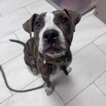 Jazz -  Pit Bull Terrier Dog for Adoption in Lufkin, Texas - Jazz | PetCurious
