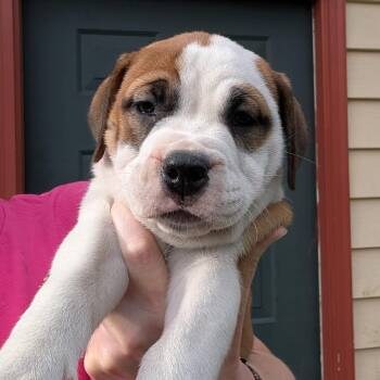 St Claire -  Mixed Breed Dog for Adoption in Dekalb, Illinois - St Claire | PetCurious