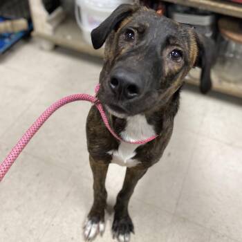 Hound and Mixed Breed Dogs Available for Adoption in Jacksboro, Tennessee - Jagger | PetCurious