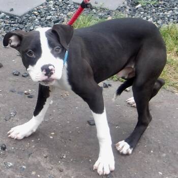 Mixed Breed Dogs Available for Adoption in Gloucester, Virginia - Tuna | PetCurious