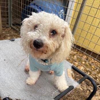 Poodle Dogs Available for Adoption in Boerne, Texas - Blu | PetCurious