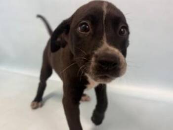 Otter -  Labrador Retriever and Mixed Breed Dog for Adoption in Woodbury, Minnesota - Otter | PetCurious