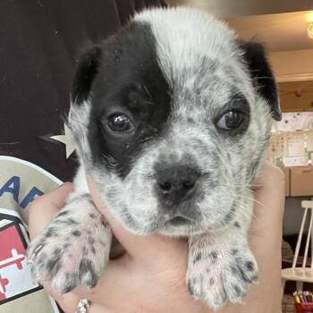 Bottle Bulldog - Dolly -  English Bulldog Dog for Adoption in Fairfax Station, Virginia - Bottle Bulldog - Dolly | PetCurious
