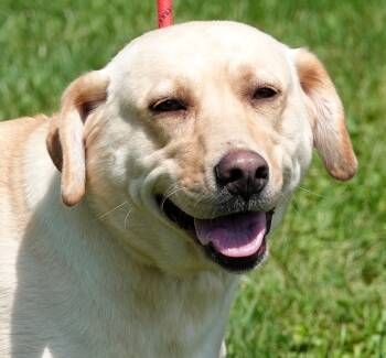 Pepsi -  Yellow Labrador Retriever Dog for Adoption in Millfield, Ohio - Pepsi | PetCurious