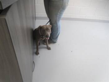 MUNCHKIN -  Pit Bull Terrier Dog for Adoption in Ocala, Florida - MUNCHKIN | PetCurious