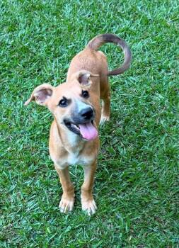 Cherry -  Mixed Breed Dog for Adoption in Northwood, New Hampshire - Cherry | PetCurious
