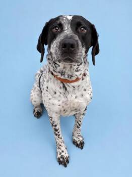 Willa -  German Shorthaired Pointer Dog for Adoption in Gulfport, Mississippi - Willa | PetCurious