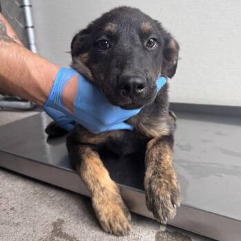 Izzy -  Mixed Breed Dog for Adoption in Las Cruces, New Mexico - Izzy | PetCurious