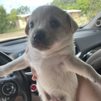 Dipper -  Mixed Breed Dog for Adoption in Port Charlotte, Florida - Dipper | PetCurious