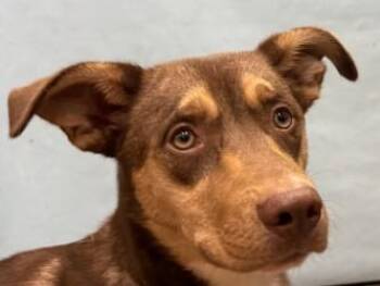 Spirit -  Mixed Breed Dog for Adoption in Golden Valley, Minnesota - Spirit | PetCurious