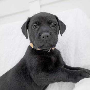 Almond -  Mixed Breed Dog for Adoption in Calgary, Alberta - Almond | PetCurious