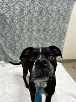 Mike -  Mixed Breed Dog for Adoption in Hamilton, Ohio - Mike | PetCurious