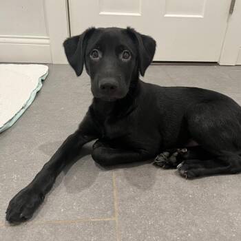 Brandy - Cheers Litter -  Black Labrador Retriever Dog for Adoption in Festus, Missouri - Brandy - Cheers Litter | PetCurious