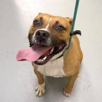 Brock -  Mixed Breed Dog for Adoption in Asheville, North Carolina - Brock | PetCurious