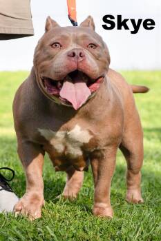 Skye -  Mixed Breed Dog for Adoption in Macomb, Illinois - Skye | PetCurious