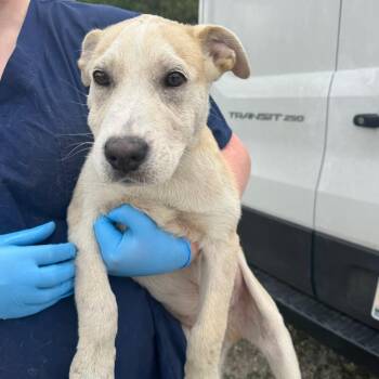 Labrador Retriever Dogs Available for Adoption in Parrish, Alabama - Chance | PetCurious