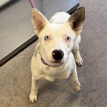 Sky -  Mixed Breed Dog for Adoption in Las Cruces, New Mexico - Sky | PetCurious
