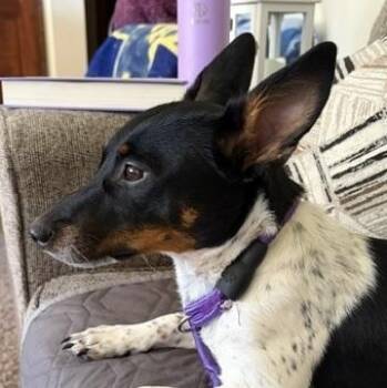 Freya -  Jack Russell Terrier and Mixed Breed Dog Available for Adoption in Alma, Michigan - Freya | PetCurious