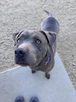 Freckles -  Pit Bull Terrier and American Staffordshire Terrier Dog for Adoption in Incline Village, Nevada - Freckles | PetCurious