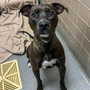 Rescue Terrier Dogs for Adoption in Des Moines, Iowa - Heath | PetCurious