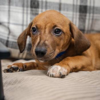 Mystery -  Dachshund and Mixed Breed Dog for Adoption in Pawling, New York - Mystery | PetCurious