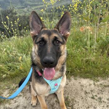German Shepherd Dog Dogs Available for Adoption - Dulce  | PetCurious