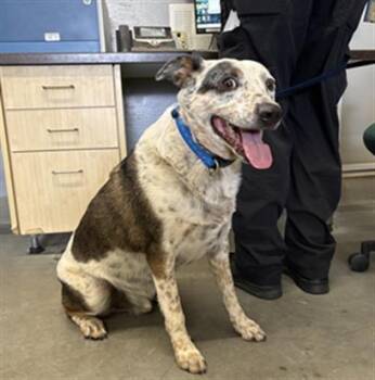 A884169 -  Australian Cattle Dog Blue Heeler Dog for Adoption in Camarillo, California - A884169 | PetCurious