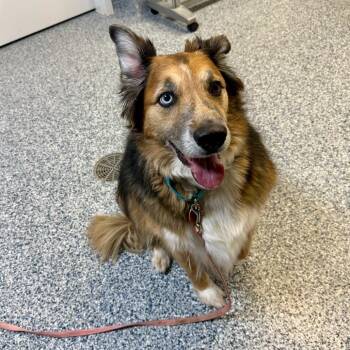 Willow -  Australian Shepherd and Mixed Breed Dog for Adoption in Great Falls, Montana - Willow | PetCurious