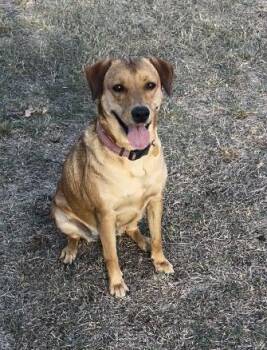 Rescue Labrador Retriever Dogs for Adoption in Houston, Texas - Sweetie Pie : Sweet Just Like Her Name | PetCurious